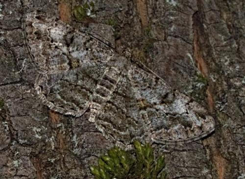 Réf. 334 215 : Peribatodes rhomboidaria